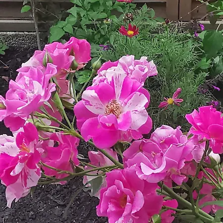 Top-2 In Mit Terrasse *